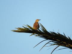Machetornis rixosa