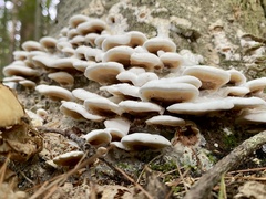 Gloeoporus dichrous