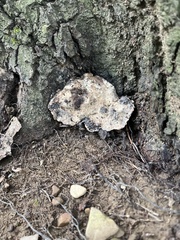 Fuscopostia fragilis