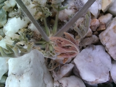 Pelargonium incrassatum