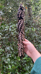 Araucaria araucana