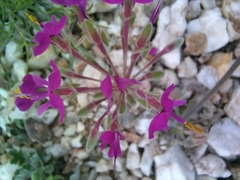 Pelargonium incrassatum