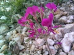 Pelargonium incrassatum