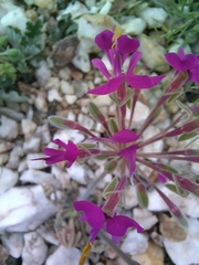 Pelargonium incrassatum