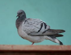 Columba rupestris