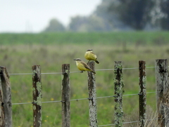 Machetornis rixosa