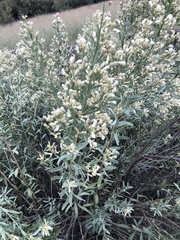 Baccharis salicina