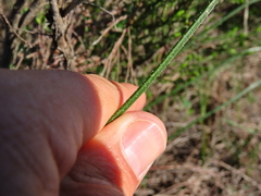 Trachyandra hirsutiflora