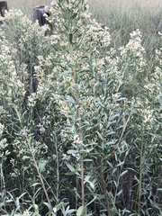 Baccharis salicina