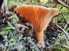 Lactarius thyinos
