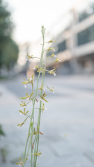 Eulophia graminea