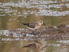 Calidris ruficollis