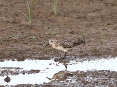 Calidris ruficollis