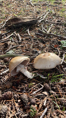 Agaricus augustus