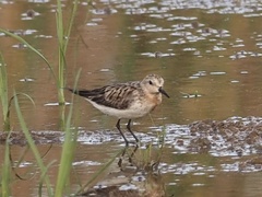 Calidris ruficollis