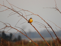 Machetornis rixosa