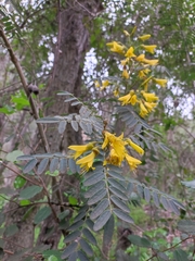 Sophora macrocarpa