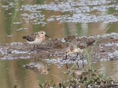 Calidris ruficollis