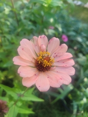 Zinnia