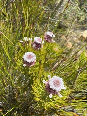 Serruria hirsuta