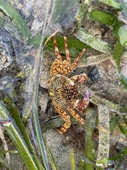 Grapsus albolineatus