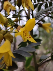 Sophora macrocarpa