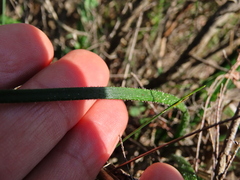 Trachyandra hirsutiflora