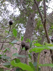 Sophora macrocarpa