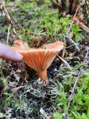 Lactarius thyinos