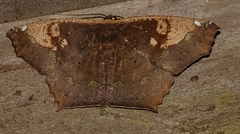Paragonia cruraria