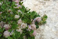 Trifolium tomentosum