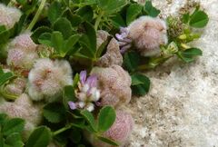 Trifolium tomentosum