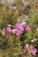 Chamaenerion dodonaei
