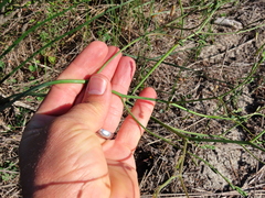 Trachyandra hirsutiflora