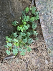 Oxalis corniculata