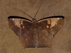 Paragonia cruraria