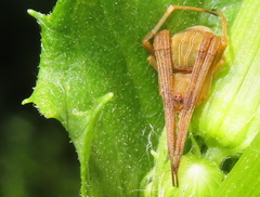 Acacesia hamata