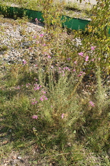 Chamaenerion dodonaei