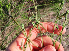 Trachyandra hirsutiflora