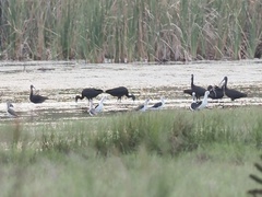 Plegadis falcinellus