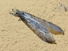 Vella fallax
