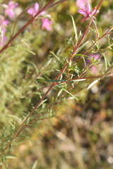 Chamaenerion dodonaei