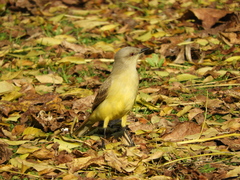 Machetornis rixosa