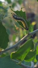 Libytheana carinenta mexicana