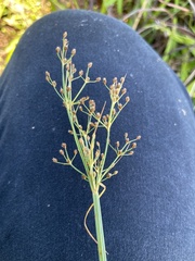 Fimbristylis dichotoma