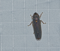 Paraulacizes irrorata