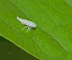 Paraulacizes irrorata