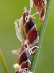Ficinia secunda