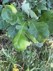 Quercus bicolor
