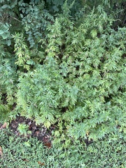 Artemisia verlotiorum